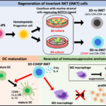 Artificial thymic organoid culture generates functional iPSC-derived CD4+ invariant natural killer T cells