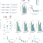BACH2 regulates T cell lineage state to enhance CAR T cell function
