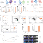 BCMA-directed mRNA CAR-T cell therapy for myasthenia gravis: exploratory biomarker analysis of a placebo-controlled phase 2b trial