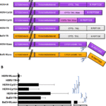Baboon endogenous retrovirus (ERV) envelope pseudotyped lentiviral vectors outperform human ERV lentivectors for transduction of T, B, NK and HSPCs