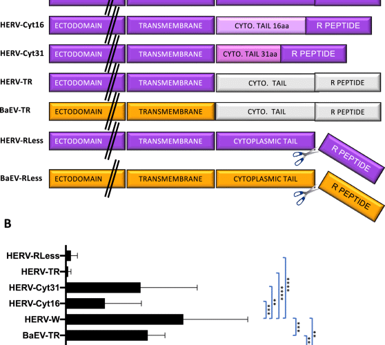 Baboon endogenous retrovirus (ERV) envelope pseudotyped lentiviral vectors outperform human ERV lentivectors for transduction of T, B, NK and HSPCs