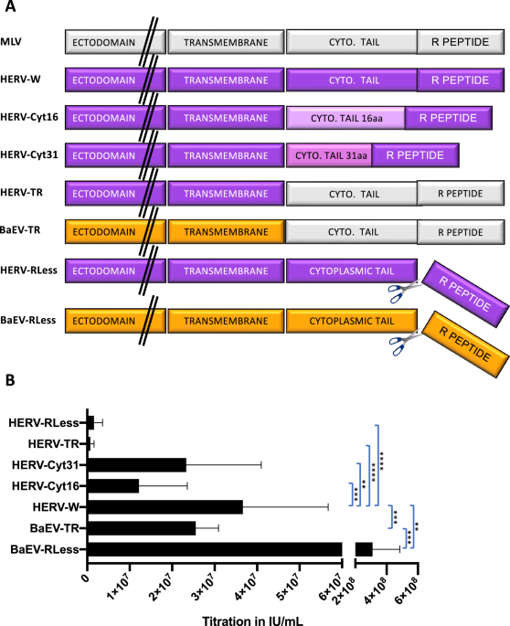 Baboon endogenous retrovirus (ERV) envelope pseudotyped lentiviral vectors outperform human ERV lentivectors for transduction of T, B, NK and HSPCs