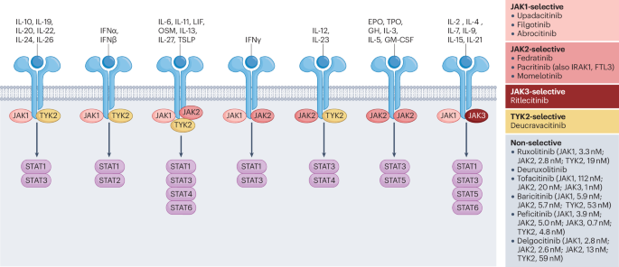 Beyond suppression: the paradox of JAK inhibitors as amplifiers of cancer immunotherapy