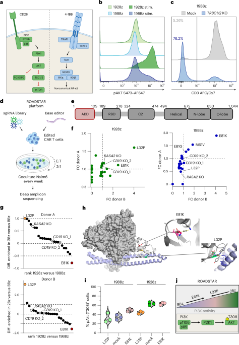 CAR-adapted PIK3CD base editing enhances T cell anti-tumor potency