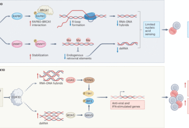 CDK10 inhibits innate sensing to constrain antitumor immunity