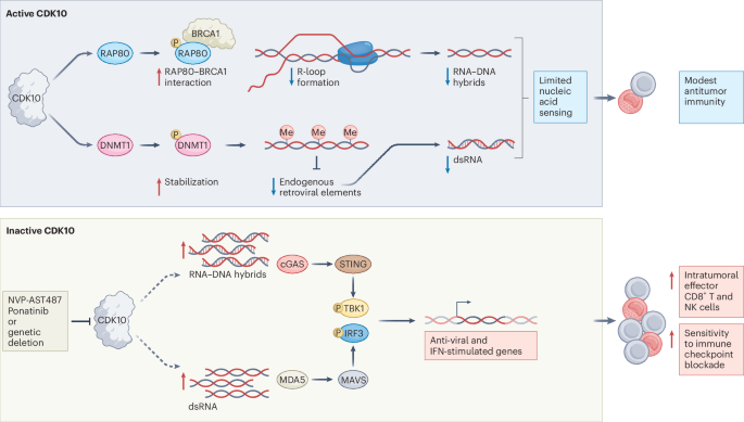 CDK10 inhibits innate sensing to constrain antitumor immunity