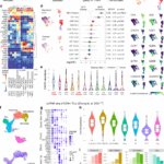 CXCR4 induces memory formation over exhaustion in CAR-T cells to achieve durable leukemia targeting