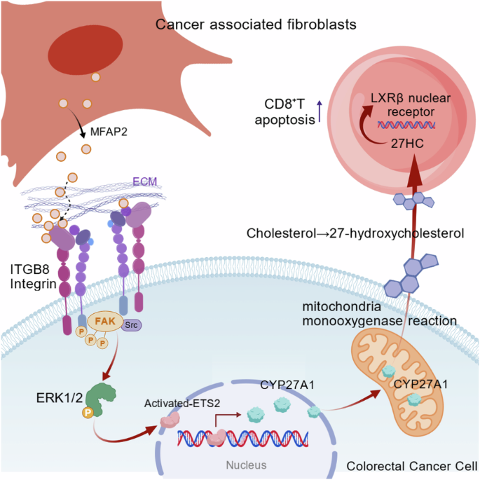 Cancer-associated fibroblasts (CAFs) derived from MFAP2 promote CRC proliferation and metastasis while suppressing CD8+ T cell-mediated antitumor immunity