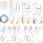 Cell cycle arrest enhances CD8+ T cell effector function by potentiating glucose metabolism and IL-2 signaling