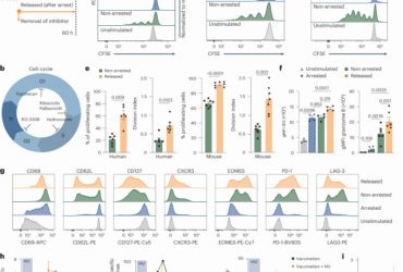 Cell cycle arrest enhances CD8+ T cell effector function by potentiating glucose metabolism and IL-2 signaling