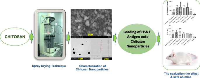 Chitosan nanoparticles prepared by spray drying augment the immune response to an A/H5N1 influenza vaccine in mice