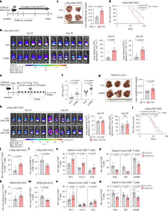 Chronic stress drives liver cancer by impairing the hepatic kynurenine pathway and immune surveillance