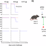 Comparative evaluation of 5 combination adjuvants on immunogenicity and efficacy of approved seasonal influenza vaccines