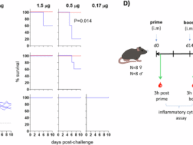Comparative evaluation of 5 combination adjuvants on immunogenicity and efficacy of approved seasonal influenza vaccines