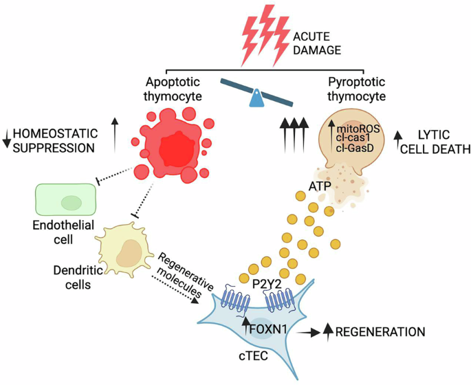 Damage-induced pyroptosis drives endogenous thymic regeneration by activating the purinergic receptor P2Y2