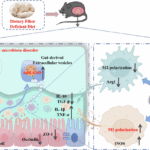 Dietary fiber deficiency exacerbates intestinal inflammation via miR-6240-enriched gut extracellular vesicles