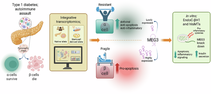 Differential immune- and apoptosis-related gene signatures in pancreatic alpha and beta cells contribute to their fate in type 1 diabetes