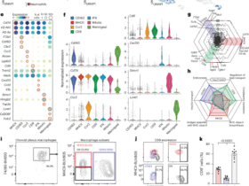 Diversity and immune dynamics of choroid plexus macrophages are shaped by distinct developmental origins