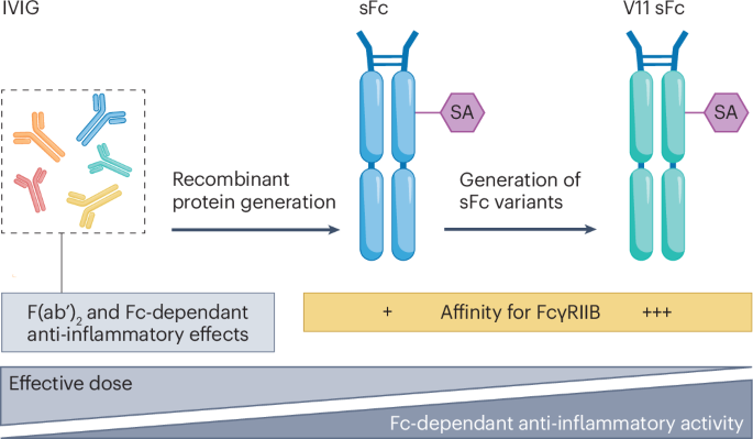 Engineered sialylated IgG1 Fc as a dose-sparing alternative to IVIG