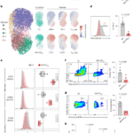 Fine-tuning BACH2 dosage balances stemness and effector function to enhance antitumor T cell therapy
