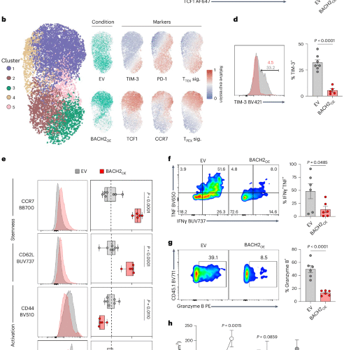 Fine-tuning BACH2 dosage balances stemness and effector function to enhance antitumor T cell therapy