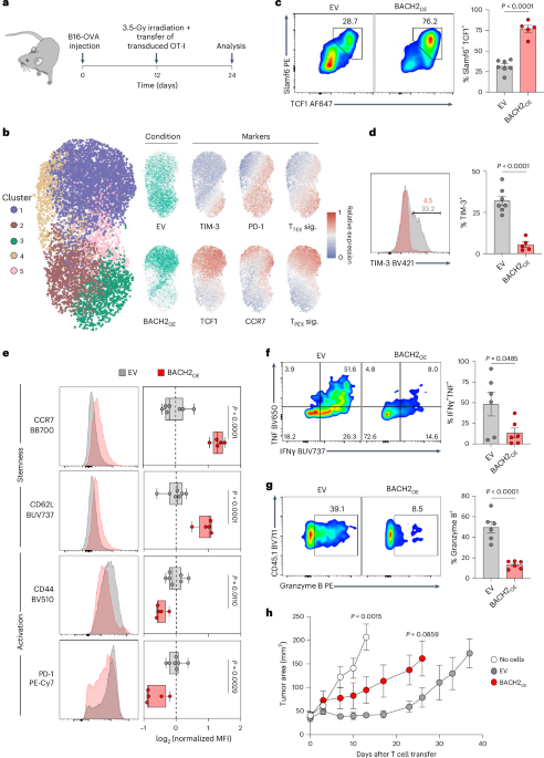 Fine-tuning BACH2 dosage balances stemness and effector function to enhance antitumor T cell therapy
