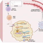 Functional remodeling of iNKT cells by sulfatide-reactive type II NKT cells reprograms alveolar macrophages to alleviate lung ischemia-reperfusion injury