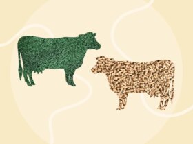 Grass-Fed Butter vs. Regular Butter: Which Is Healthier?