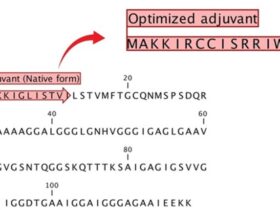 Harnessing epitope reciprocity and multimeric epitope density for a novel multiepitope vaccine design against Acinetobacter baumannii