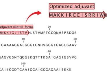 Harnessing epitope reciprocity and multimeric epitope density for a novel multiepitope vaccine design against Acinetobacter baumannii