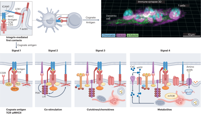 How crosstalk at the immune synapse shapes T cell and dendritic cell biologys