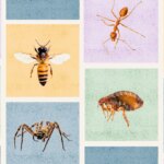 How to Spot 12 Common Bug and Insect Bites