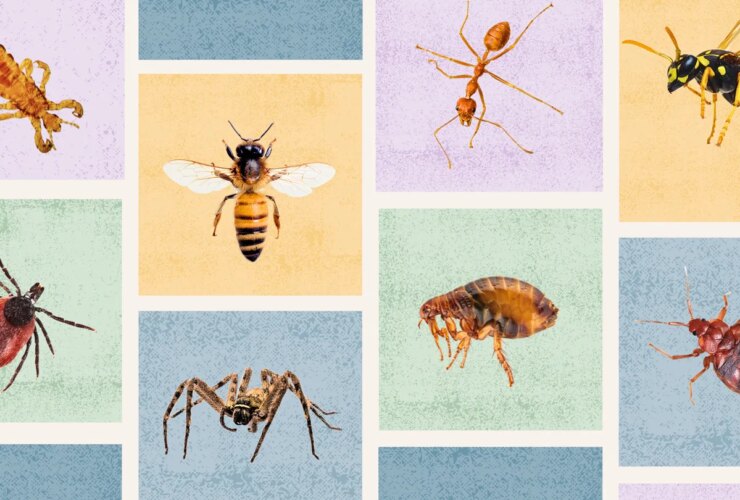 How to Spot 12 Common Bug and Insect Bites