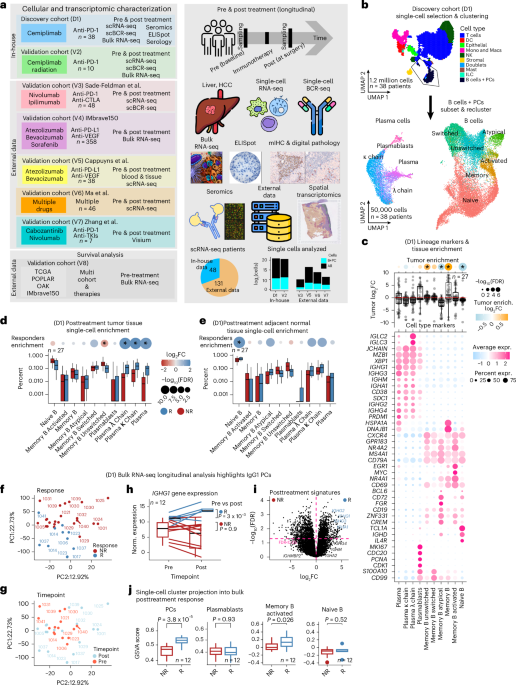 Humoral IgG1 responses to tumor antigens underpin clinical outcomes in immune checkpoint blockade