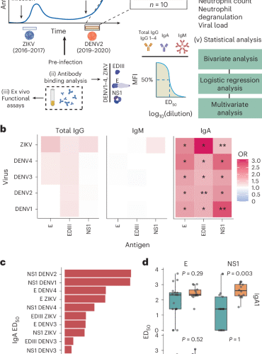 IgA-driven neutrophil activation underlies severe dengue disease after primary Zika virus infection in humans
