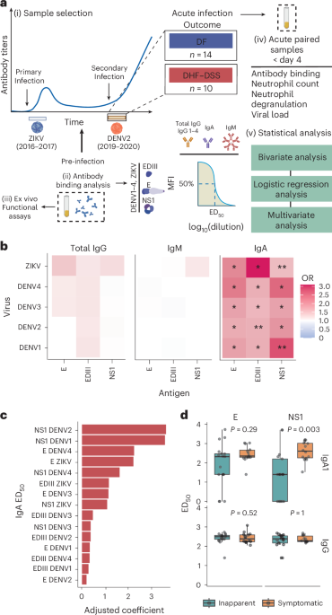 IgA-driven neutrophil activation underlies severe dengue disease after primary Zika virus infection in humans