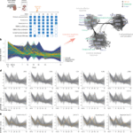 Immune profiling in a living human recipient of a gene-edited pig kidney