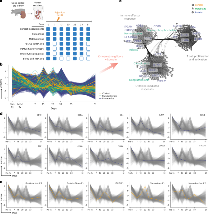 Immune profiling in a living human recipient of a gene-edited pig kidney