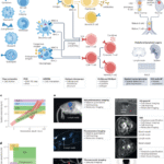 In vivo imaging of the immune system