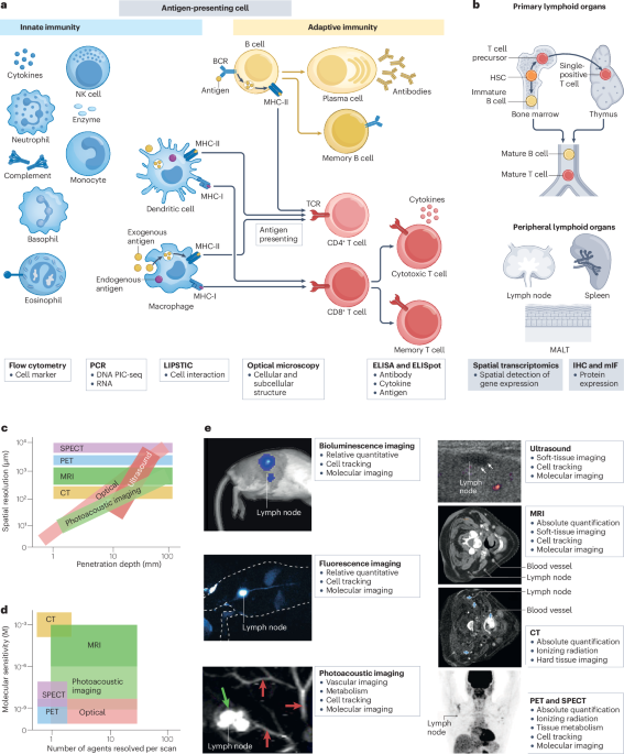 In vivo imaging of the immune system