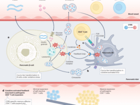 Inflammatory stress-induced amino acid transformation generates diabetogenic T cells