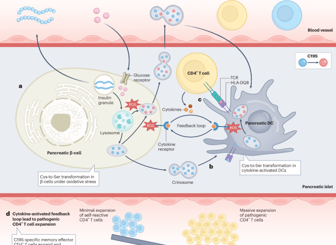Inflammatory stress-induced amino acid transformation generates diabetogenic T cells