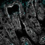 Intestinal epithelial TLR5 signaling promotes barrier-supportive macrophages | Science Immunology