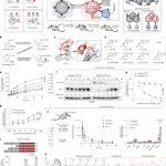 Intratumoural vaccination via checkpoint degradation-coupled antigen presentation