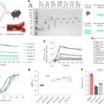 LDL-binding IL-10 reduces vascular inflammation in atherosclerotic mice