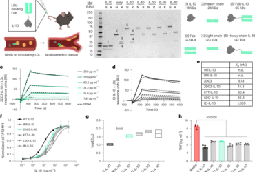 LDL-binding IL-10 reduces vascular inflammation in atherosclerotic mice