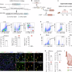 Lineage tracing reveals the origins and dynamics of macrophages in lung injury and repair