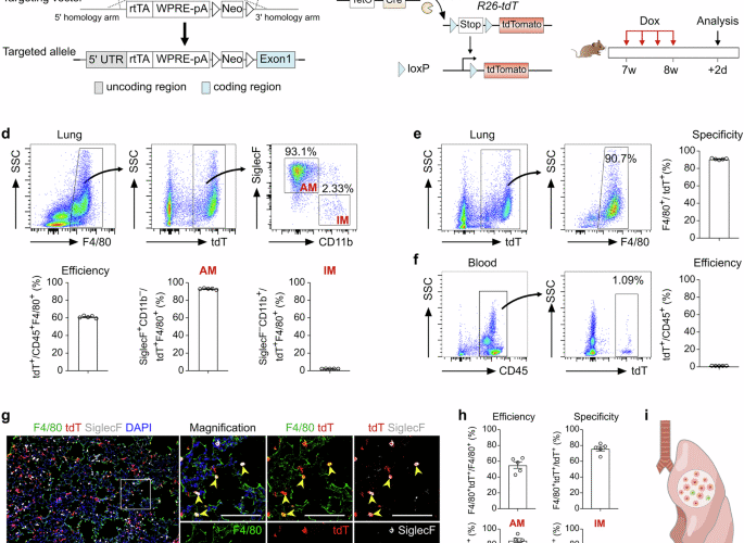 Lineage tracing reveals the origins and dynamics of macrophages in lung injury and repair