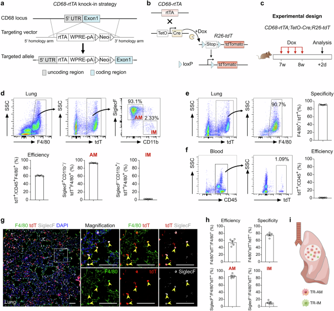 Lineage tracing reveals the origins and dynamics of macrophages in lung injury and repair