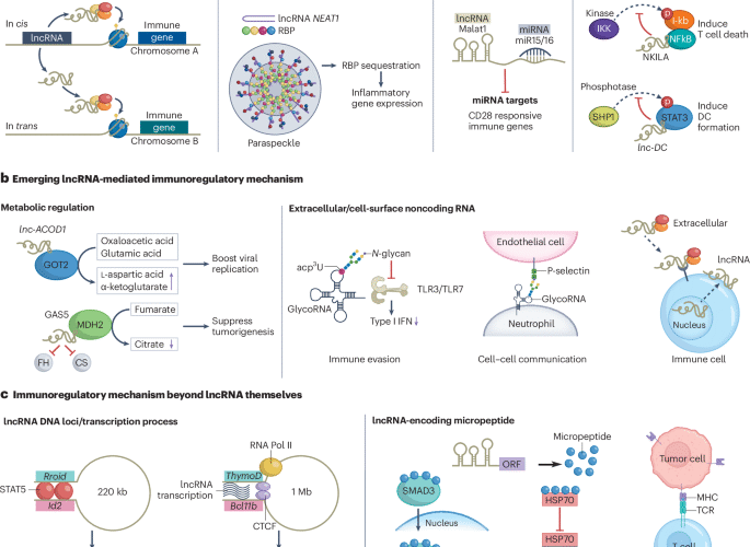 Long noncoding RNA regulation of immunity